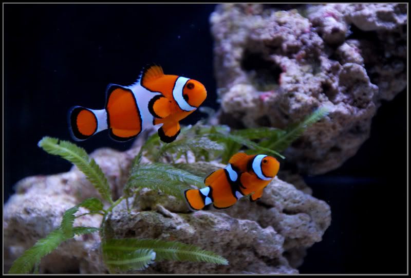 Clownfish.jpg