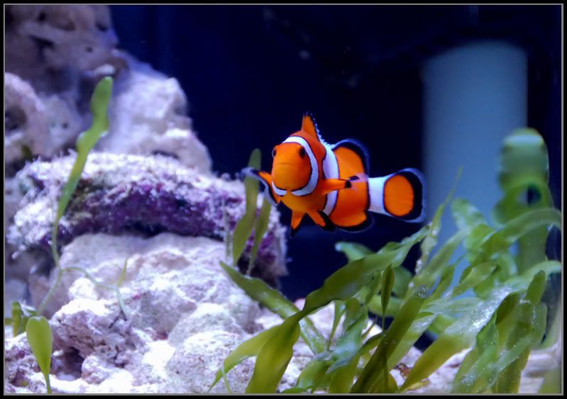 Clownfish2.jpg