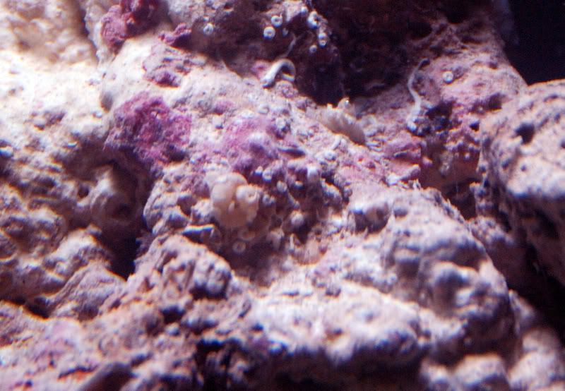 coraline.jpg