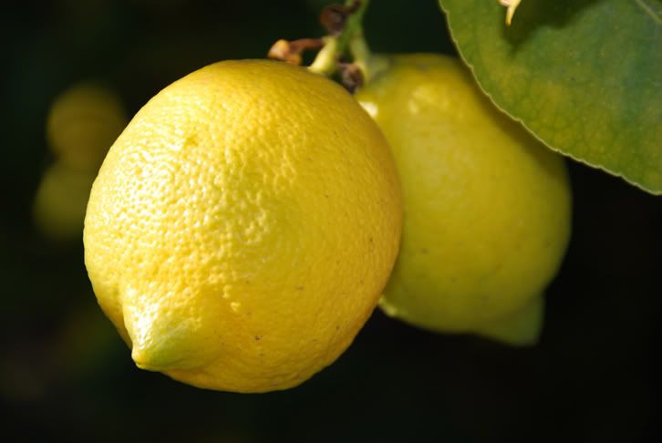 Lemon Pictures, Images and Photos