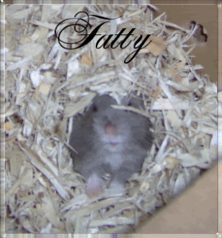 Fatty A Blueberry Dwarf Hamster