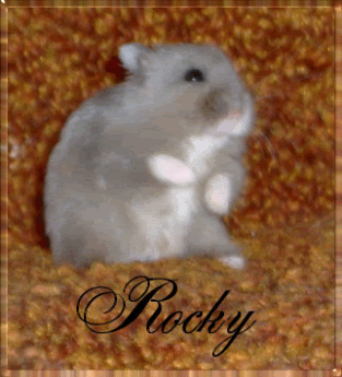 Rocky A Blueberry Dwarf Hamster