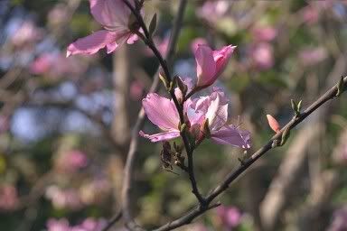 http://i85.photobucket.com/albums/k61/LavenderWench/Flowers/cherry_blossom.jpg