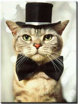 top hat cat. will require some cat to