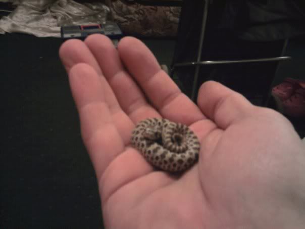 Missing For 20 Years The Worlds Smallest Snake Is Back - 9fqozar