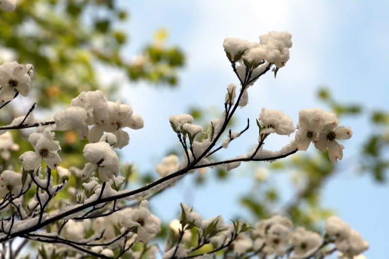 IMAGE: http://i85.photobucket.com/albums/k63/Dah-Dee/IMG_0831.jpg