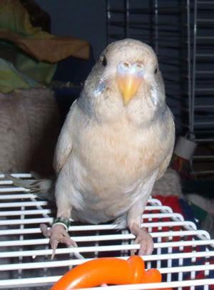Budgie.jpg