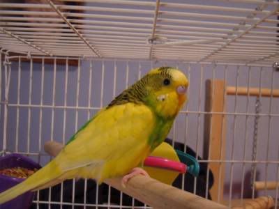 Budgie2.jpg