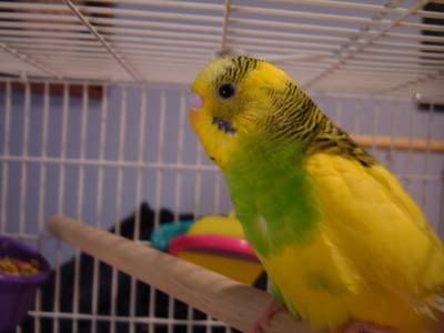 Budgie3.jpg