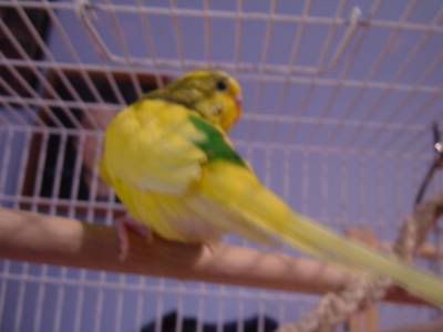 Budgie4.jpg