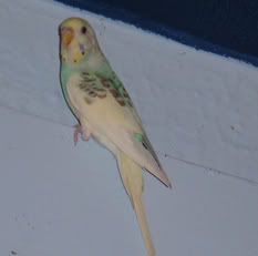 Fleur6-062.jpg