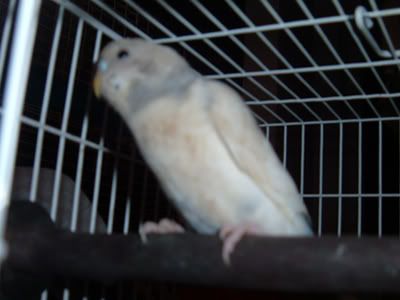 NewBudgie.jpg