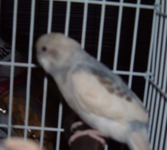 NewBudgie2.jpg
