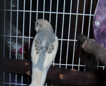 NewBudgie3.jpg