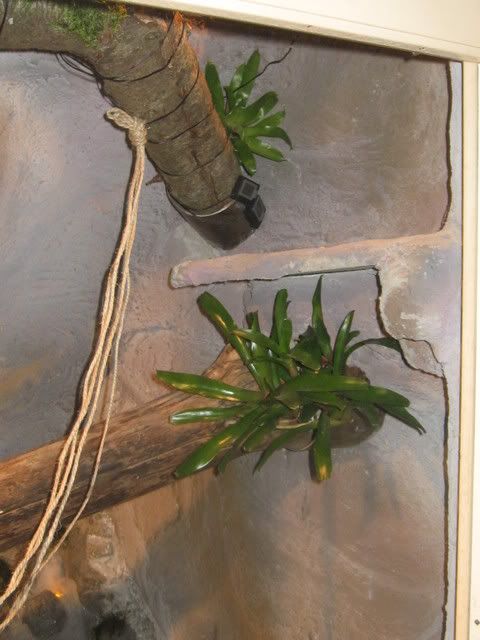 IMG_1128.jpg picture by Reptile_Man