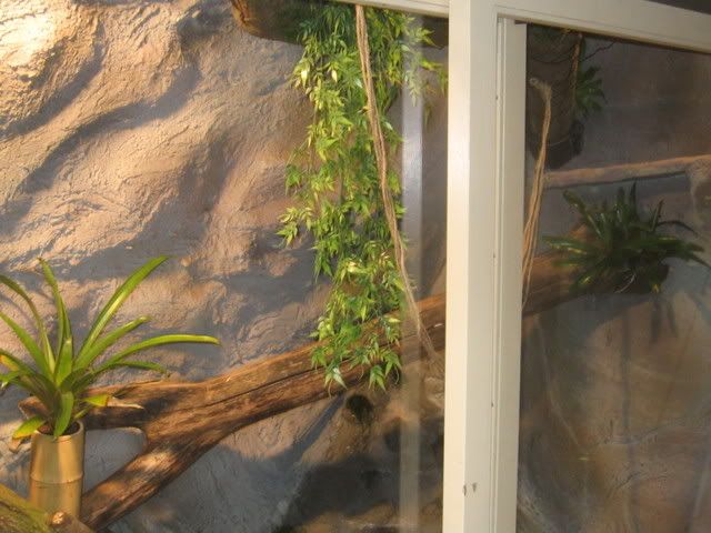 IMG_1132.jpg picture by Reptile_Man
