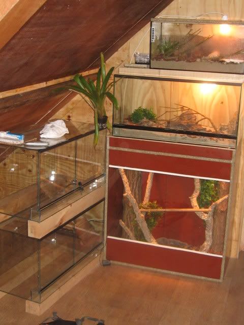 IMG_1244.jpg picture by Reptile_Man