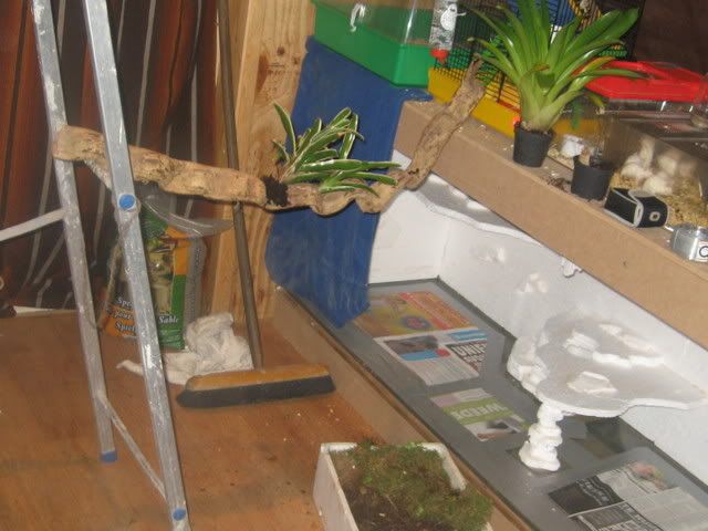 IMG_2527.jpg picture by Reptile_Man
