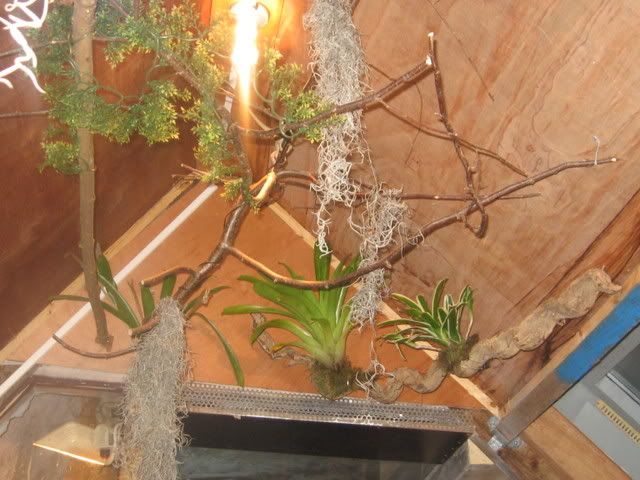 IMG_2528.jpg picture by Reptile_Man