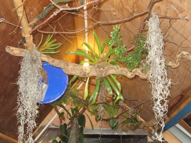 IMG_3068.jpg picture by Reptile_Man