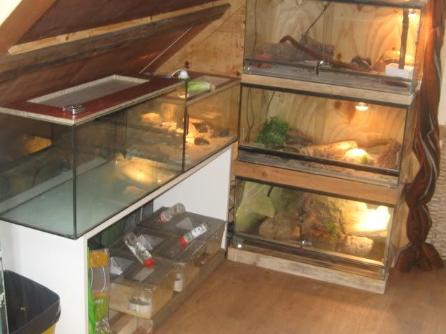 IMG_3974.jpg picture by Reptile_Man