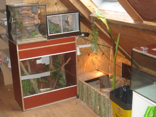 IMG_3975.jpg picture by Reptile_Man