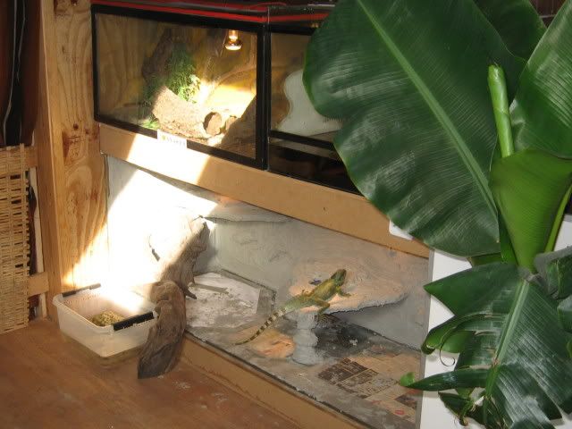 IMG_4383.jpg picture by Reptile_Man