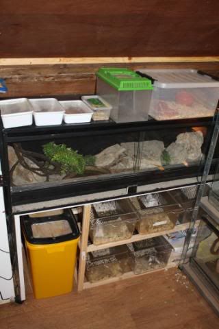 IMG_7861.jpg picture by Reptile_Man