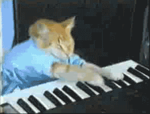 keyboardcat.gif