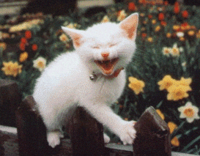 laughing-cat-animated_zps642ddf37.gif
