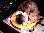 SPINNING_CAT_record_player.gif
