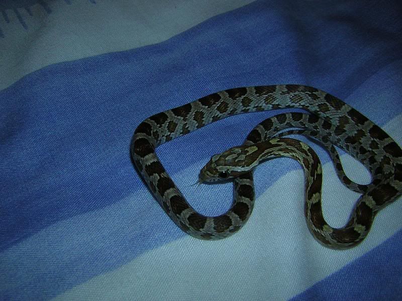 MySnake004.jpg