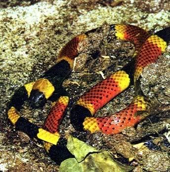 eastern coral snake