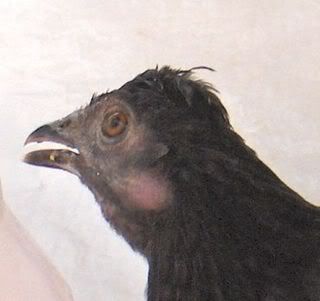 First Soprano DatsDahliasmall.jpg