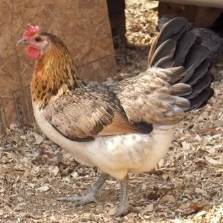 First Member of The Flock FirstLadysmall.jpg
