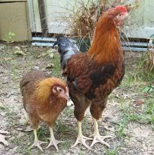 Scarlet and Rhett