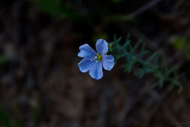 Valley of the Five Lakes, Jasper NP Photobucket