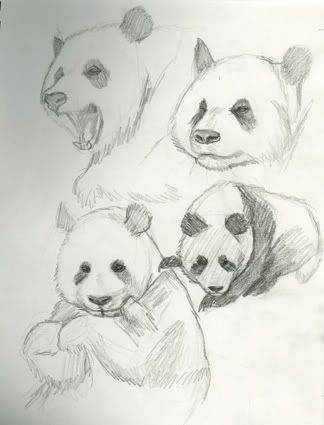 Pandas001.jpg