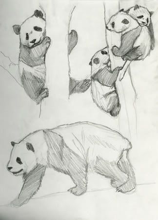 Pandas002.jpg