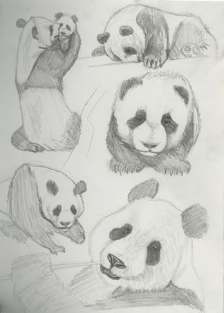 Pandas003.jpg