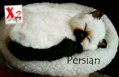 persian.jpg