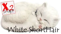 whiteshorthair.jpg