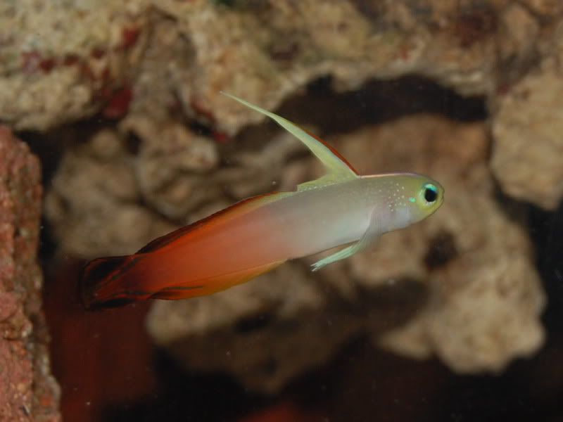 firefish Goby