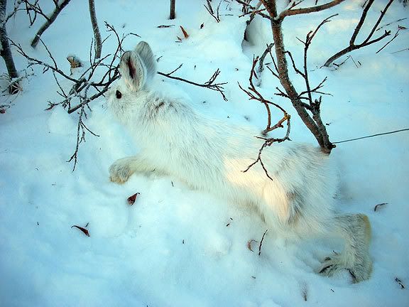 hare traps