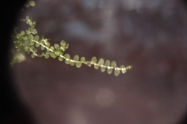moss.jpg