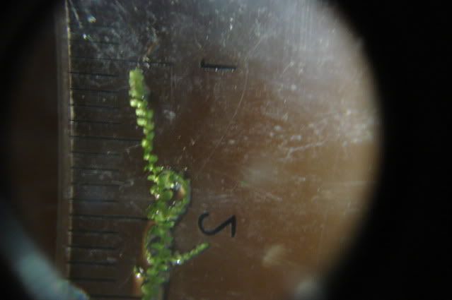 moss1.jpg