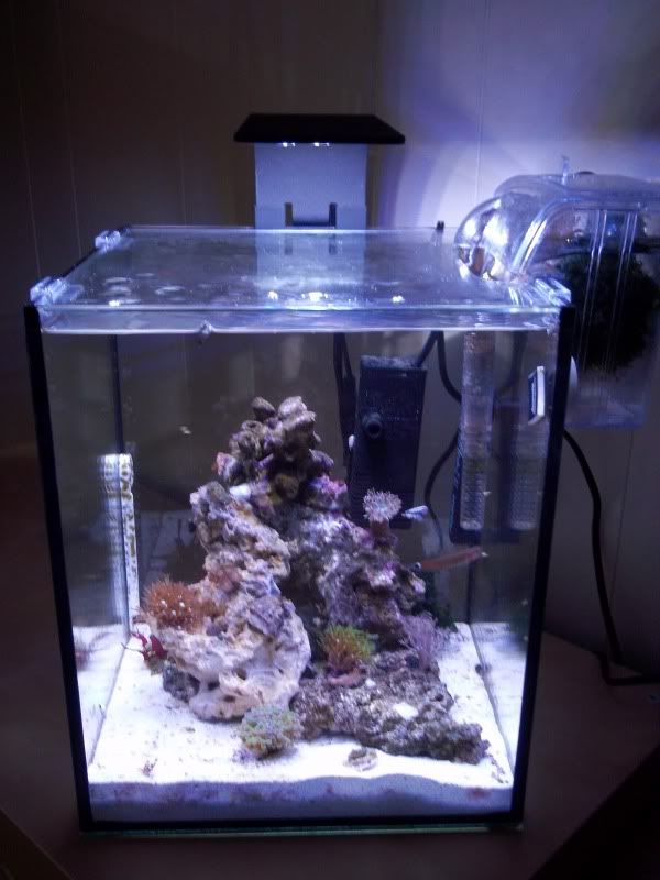 Anyone Else Loving Their Pico Reef Central Online Community