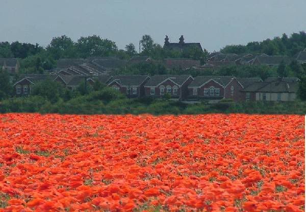 MethleyPoppies2.jpg