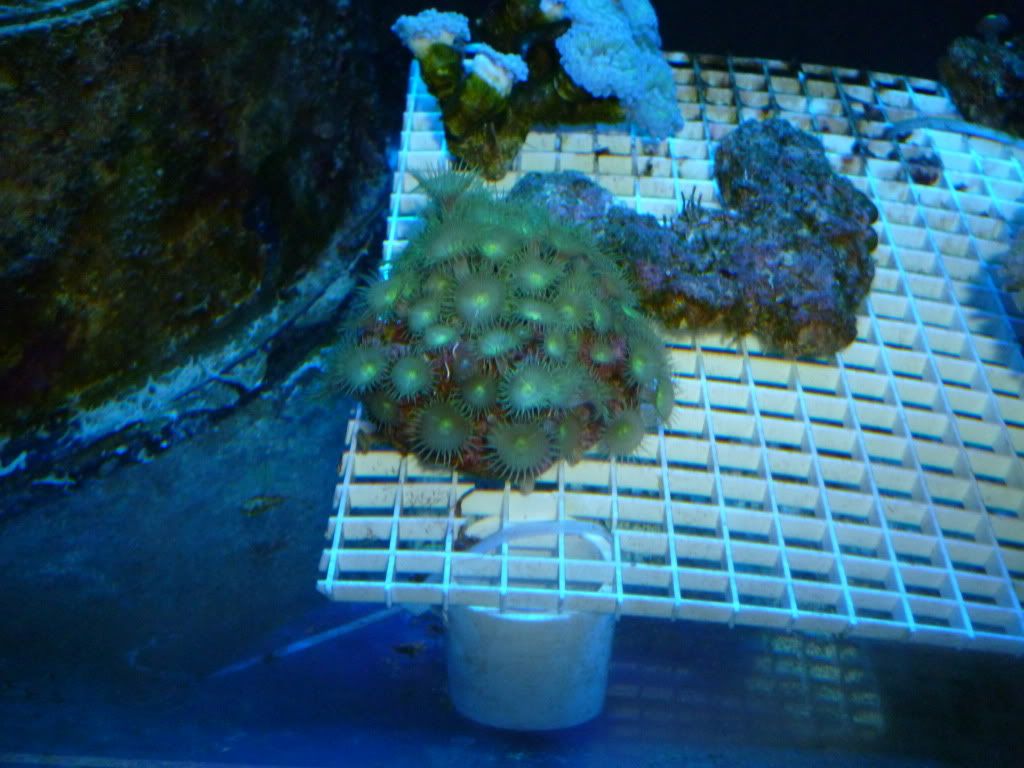 001 2 - All corals for sale, including HUGE one