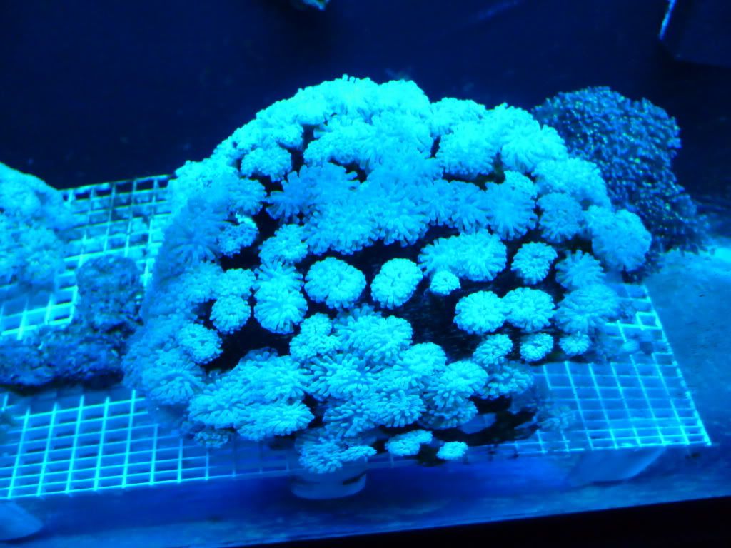 005 2 - All corals for sale, including HUGE one